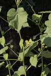 Velvetleaf 